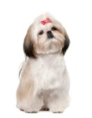 Shih tzu perros